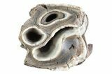 Fossil Woolly Rhino (Coelodonta) Tooth - Siberia #370938-2
